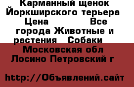 Карманный щенок Йоркширского терьера › Цена ­ 30 000 - Все города Животные и растения » Собаки   . Московская обл.,Лосино-Петровский г.